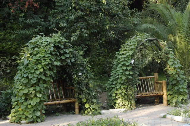 Bamboo benches and vine arches in Batumi Botanical Garden