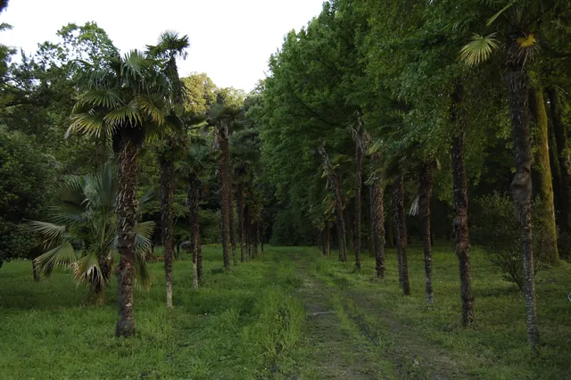 Palm tree avenue in Batumi Botanical Garden, Georgia
