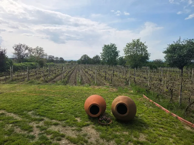 The best wineries in Kakheti: where to go by car
