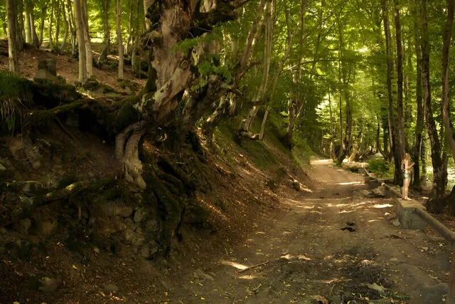Forest trail in Lagodekhi Nature Reserve — ancient trees with exposed roots lining the path