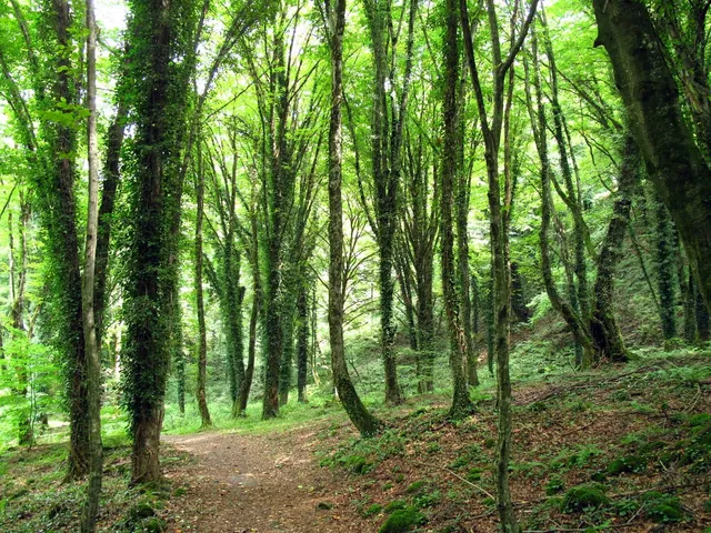 Trail through Lagodekhi's ivy-covered forest