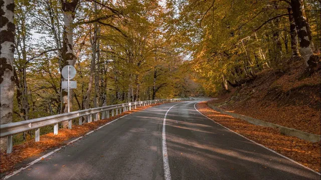 Sabaduri Forest Near Tbilisi: Complete Travel Guide