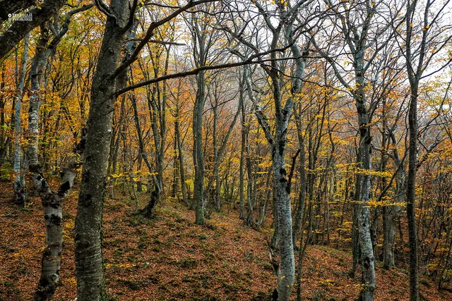 Sabaduri Forest in autumn: beech trees and a carpet of leaves