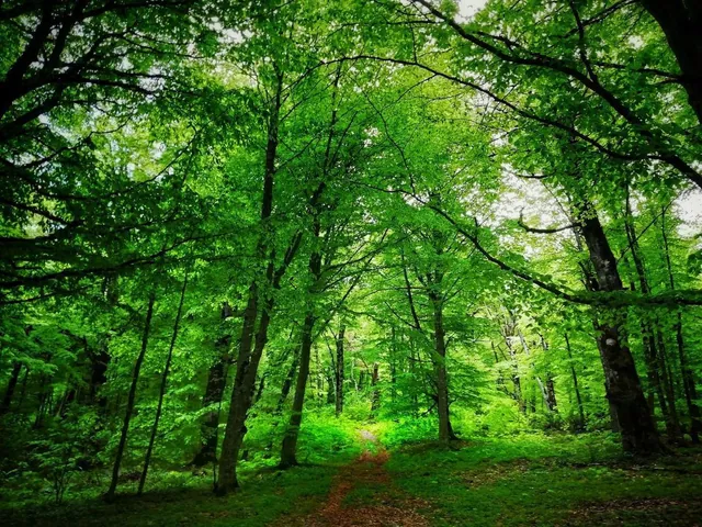 Sabaduri Forest in summer — green canopy and forest trail