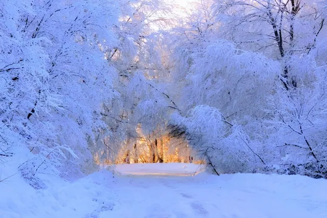 Sabaduri Forest in winter — snow-covered trees with golden light