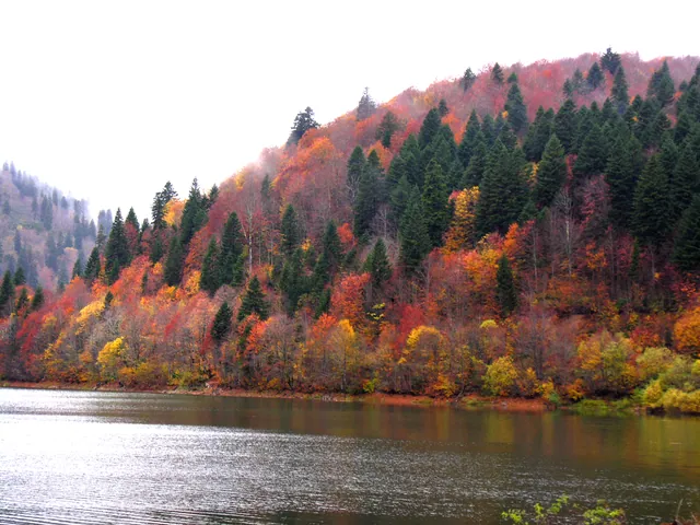 Autumn forest on the banks of Lake Shaori — red and golden trees reflected in the water, Racha Georgia