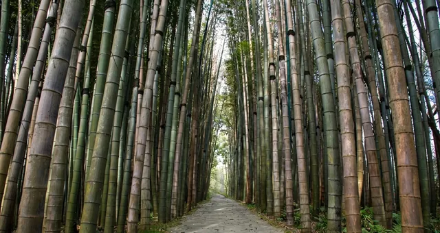 Bamboo forest alley in Shekvetili Dendropark