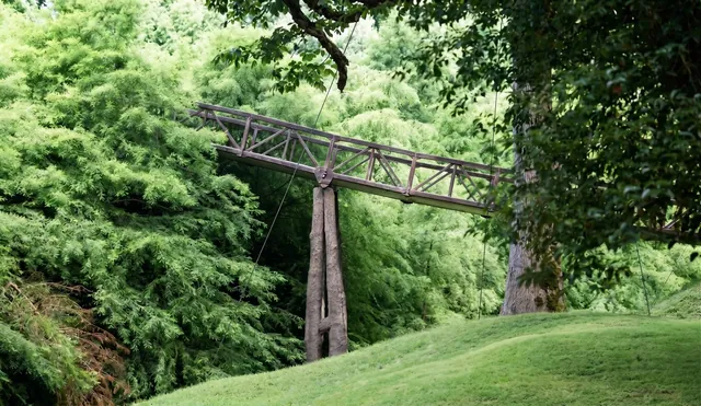 Support structure for a transplanted tree in Shekvetili Dendropark